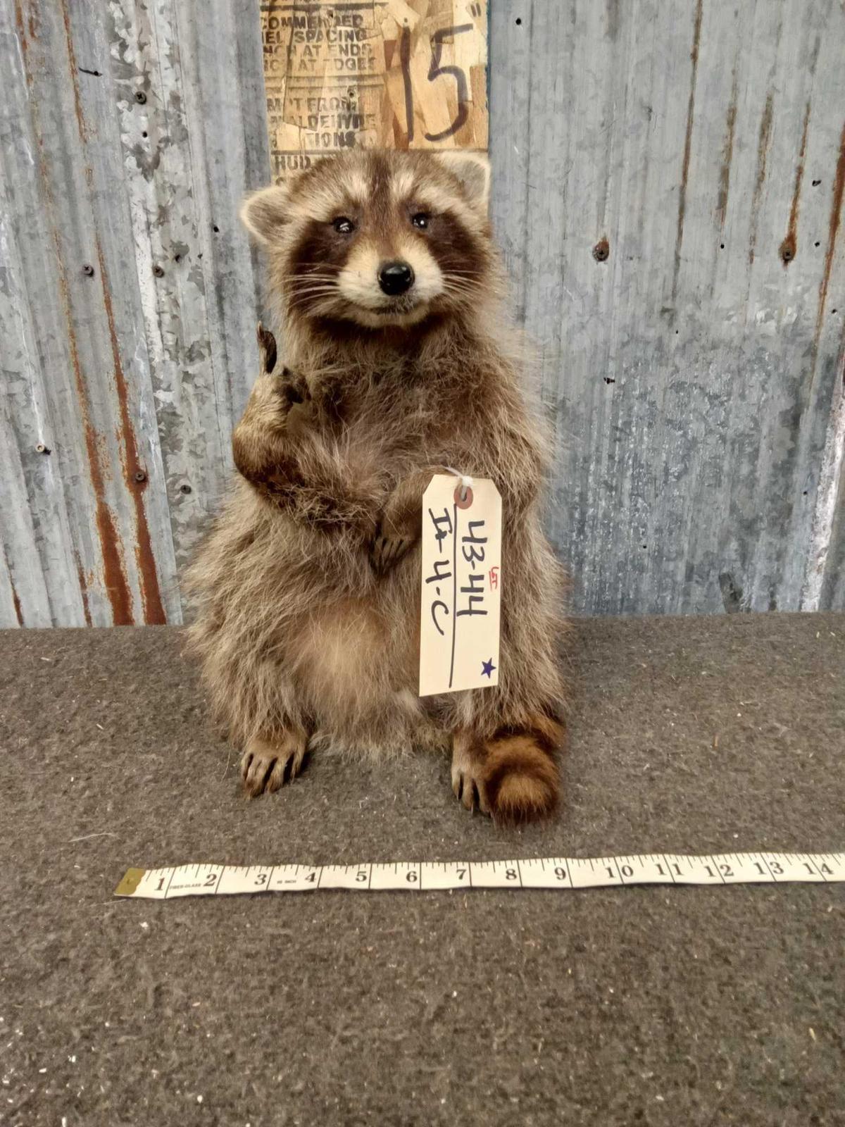 Raccoon Full Body Taxidermy Mount