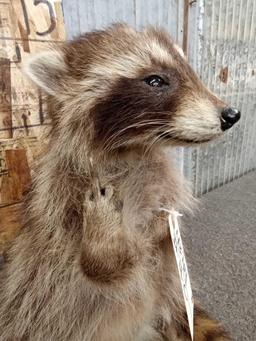 Raccoon Full Body Taxidermy Mount