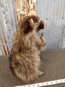 Raccoon Full Body Taxidermy Mount