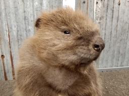Baby Beaver Full Body Taxidermy