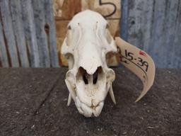 Javelina Skull Taxidermy