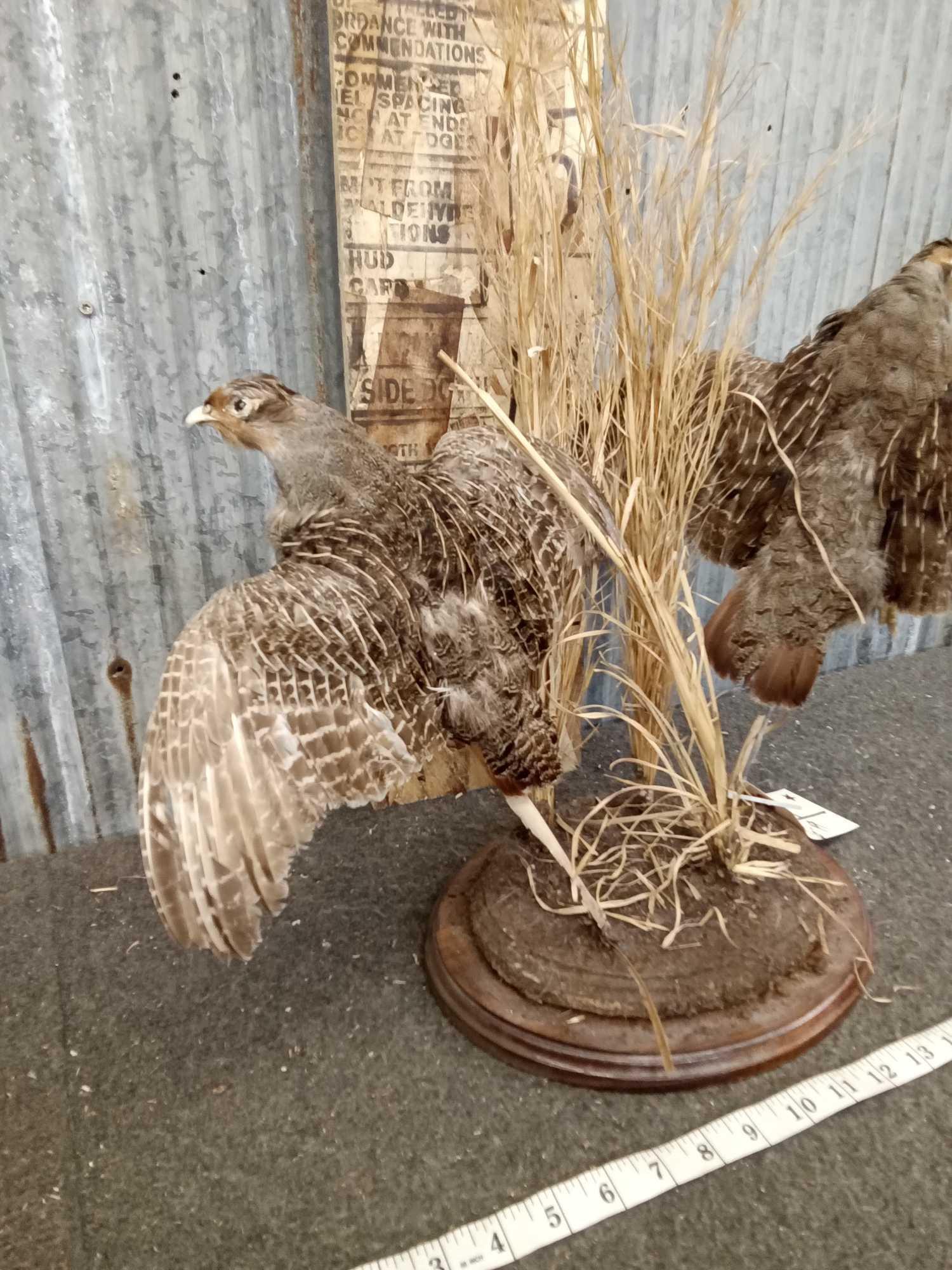 Pair Of Hungarian Partridge In Flight Taxidermy