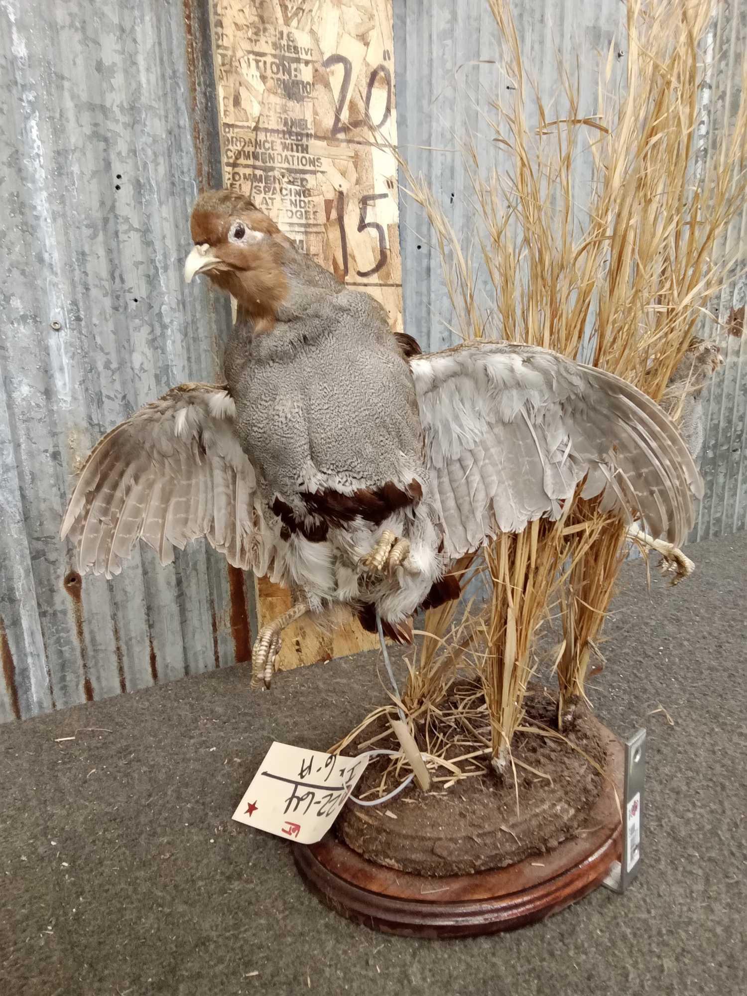 Pair Of Hungarian Partridge In Flight Taxidermy