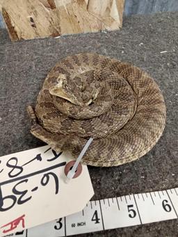 Coiled Rattlesnake Taxidermy