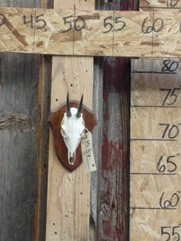 African Duiker Skull Taxidermy