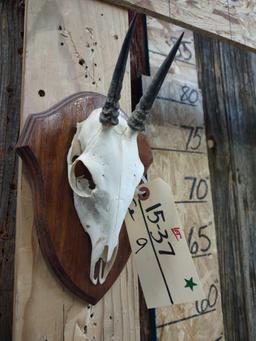 African Duiker Skull Taxidermy