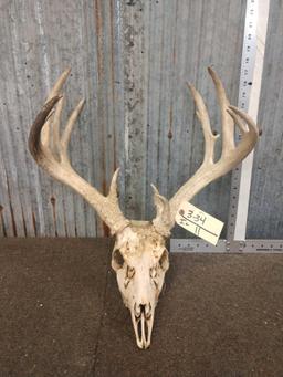 Main Frame 5x5 Whitetail Antlers On Skull