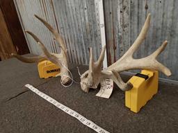 Gnarly Nontypical Whitetail Shed Antlers