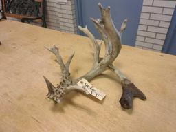 Huge 136" Whitetail Shed Antler