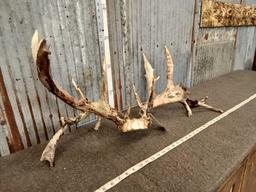 221 3/8" Whitetail Antlers On Skull Plate