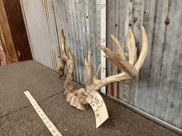 Freak Whitetail Antlers On Skull Plate