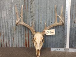 Wild 5x5 Whitetail Antlers On Skull