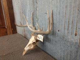 Wild 5x5 Whitetail Antlers On Skull