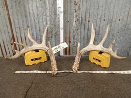 5x5 Whitetail Shed Antlers