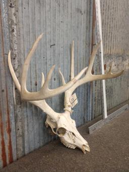 5x5 Whitetail Antlers On Skull