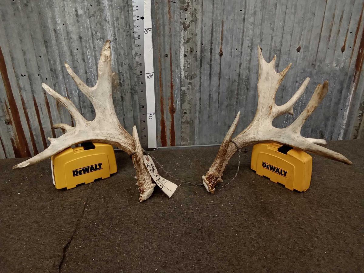 Set Of Palmated Whitetail Shed Antlers