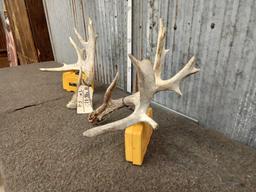 Set Of Palmated Whitetail Shed Antlers