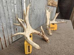 Set Of Palmated Whitetail Shed Antlers