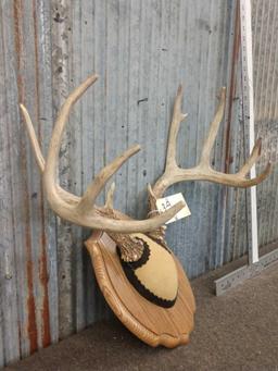 5x5 Whitetail Antlers On Plaque