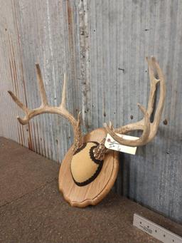 5x5 Whitetail Antlers On Plaque