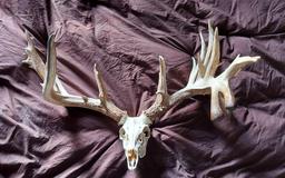 250" Whitetail Antlers Grafted On A Skull