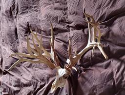 322" Whitetail Shed Antlers Grafted On A Skull