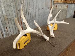 4x4 Whitetail Shed Antlers