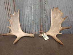 Pair Of Moose Shed Antlers