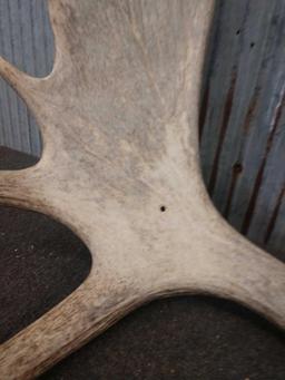 Pair Of Moose Shed Antlers