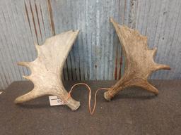 Pair Of Moose Shed Antlers