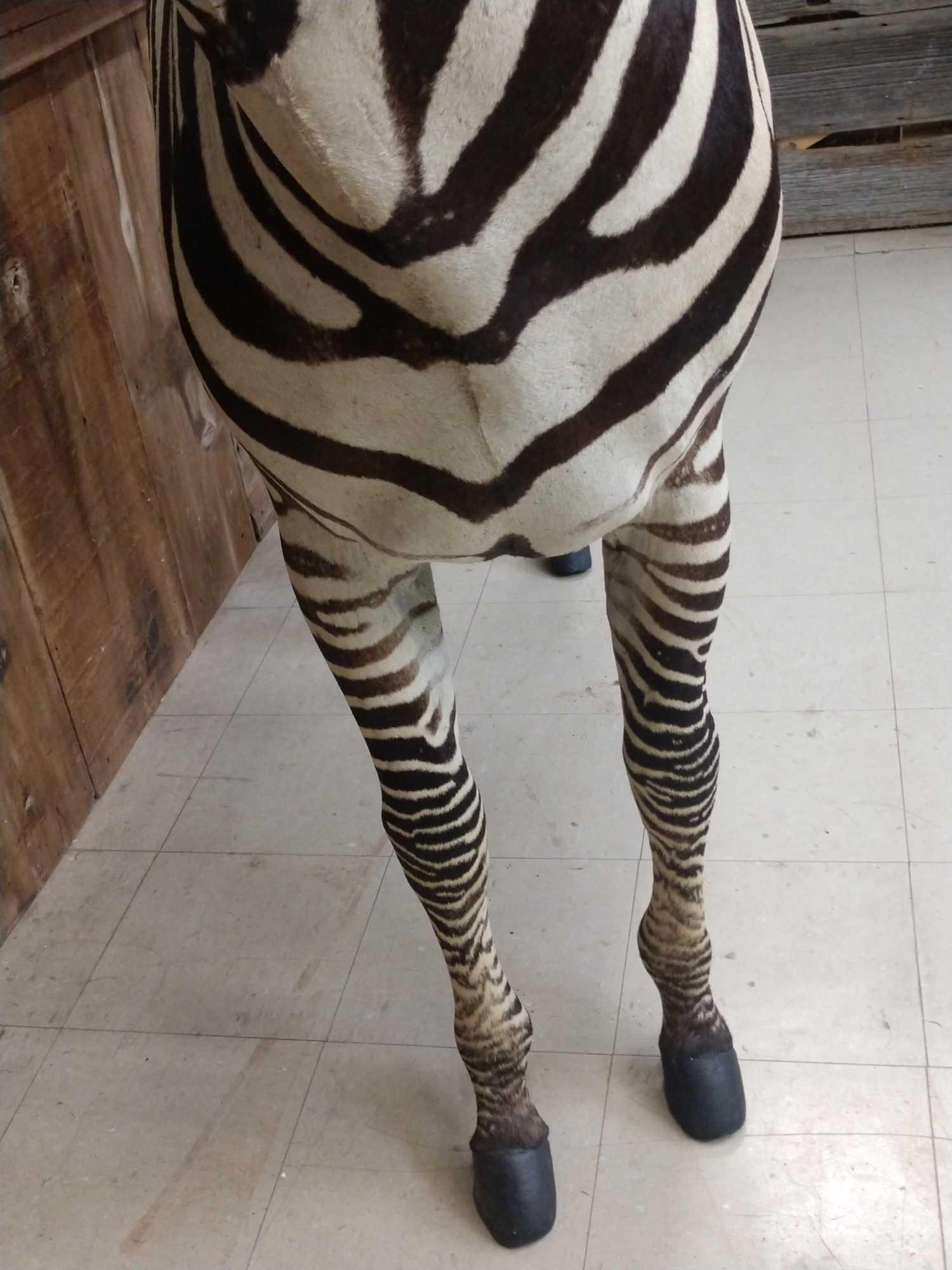 Beautiful Zebra Full Body Taxidermy Mount
