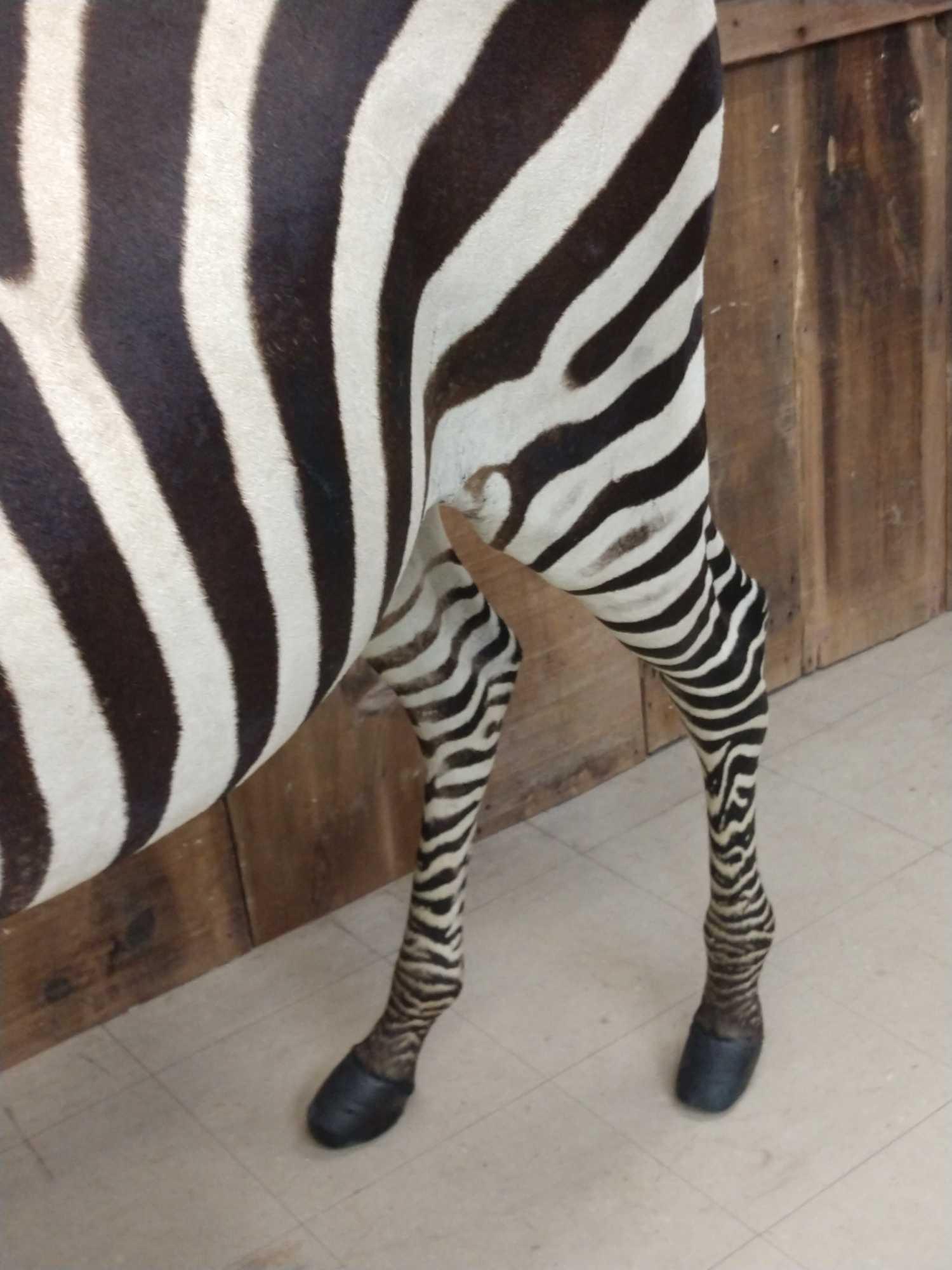 Beautiful Zebra Full Body Taxidermy Mount