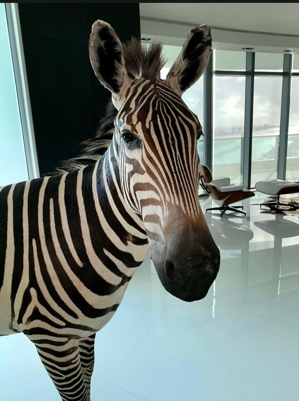 Beautiful Zebra Full Body Taxidermy Mount