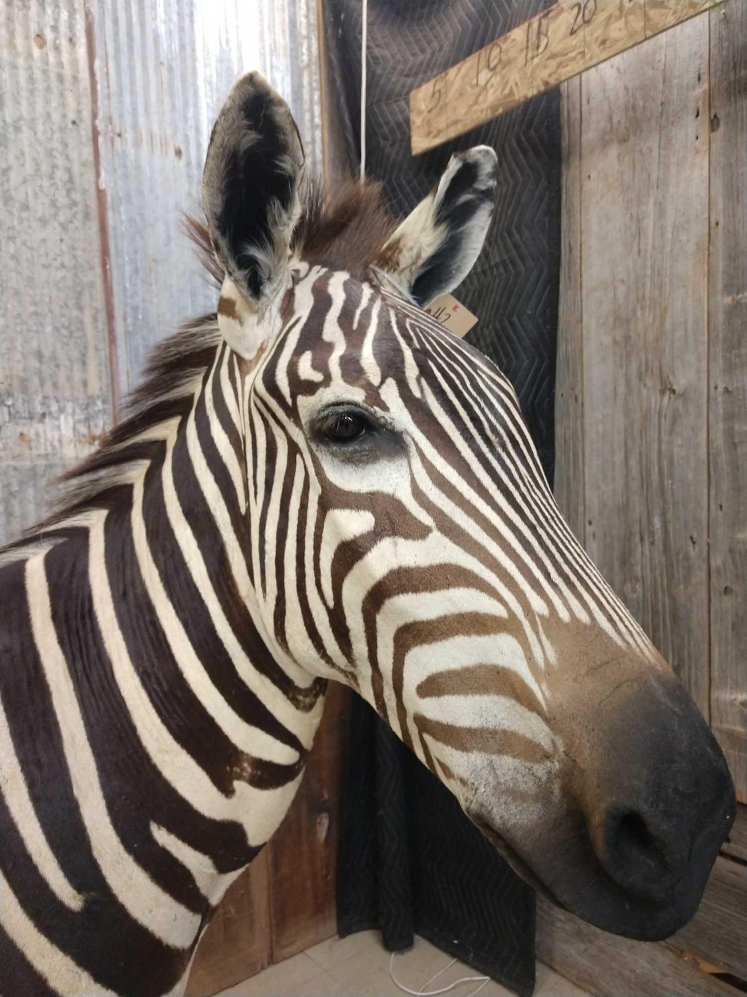 Beautiful Zebra Full Body Taxidermy Mount