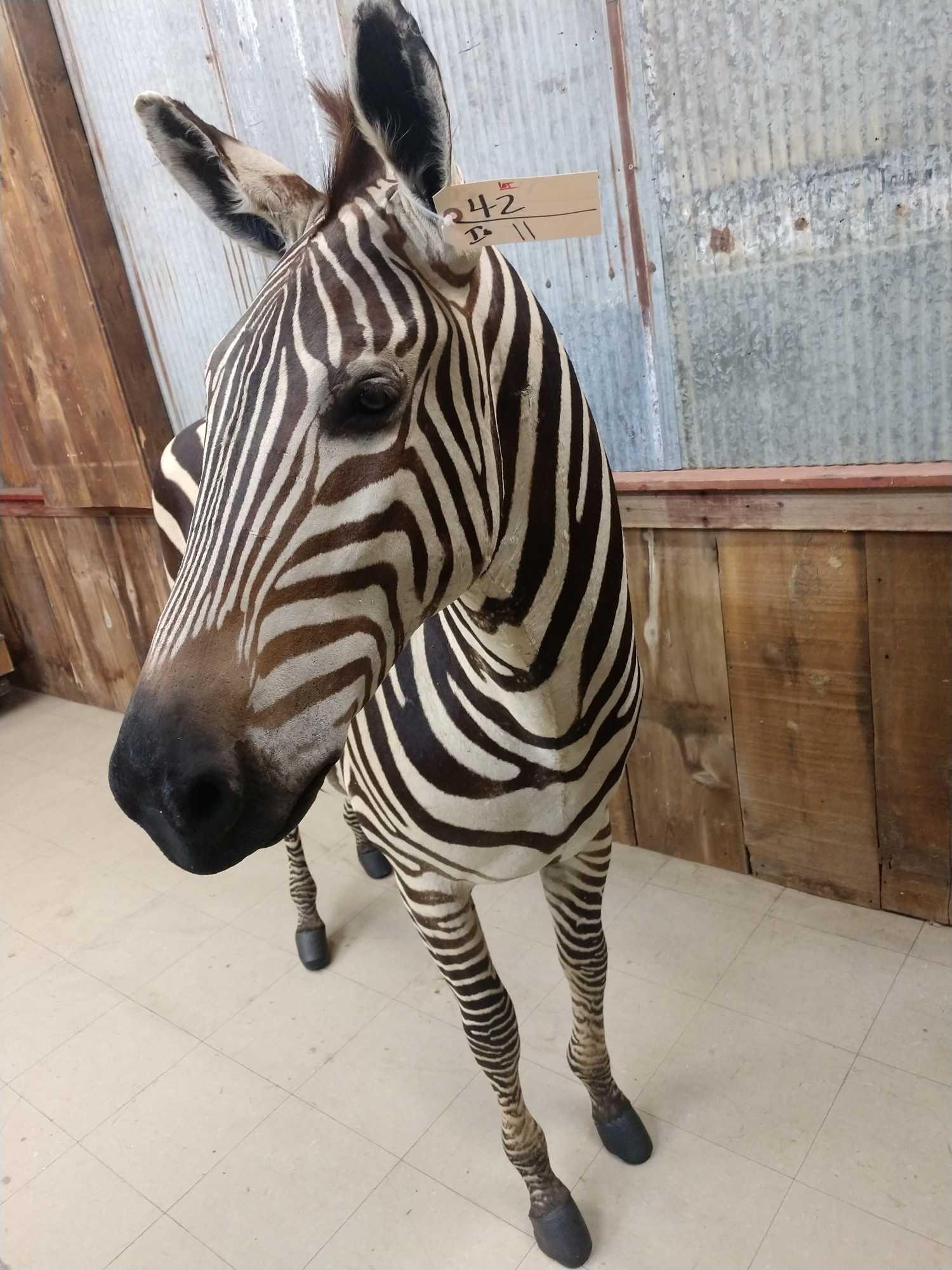 Beautiful Zebra Full Body Taxidermy Mount