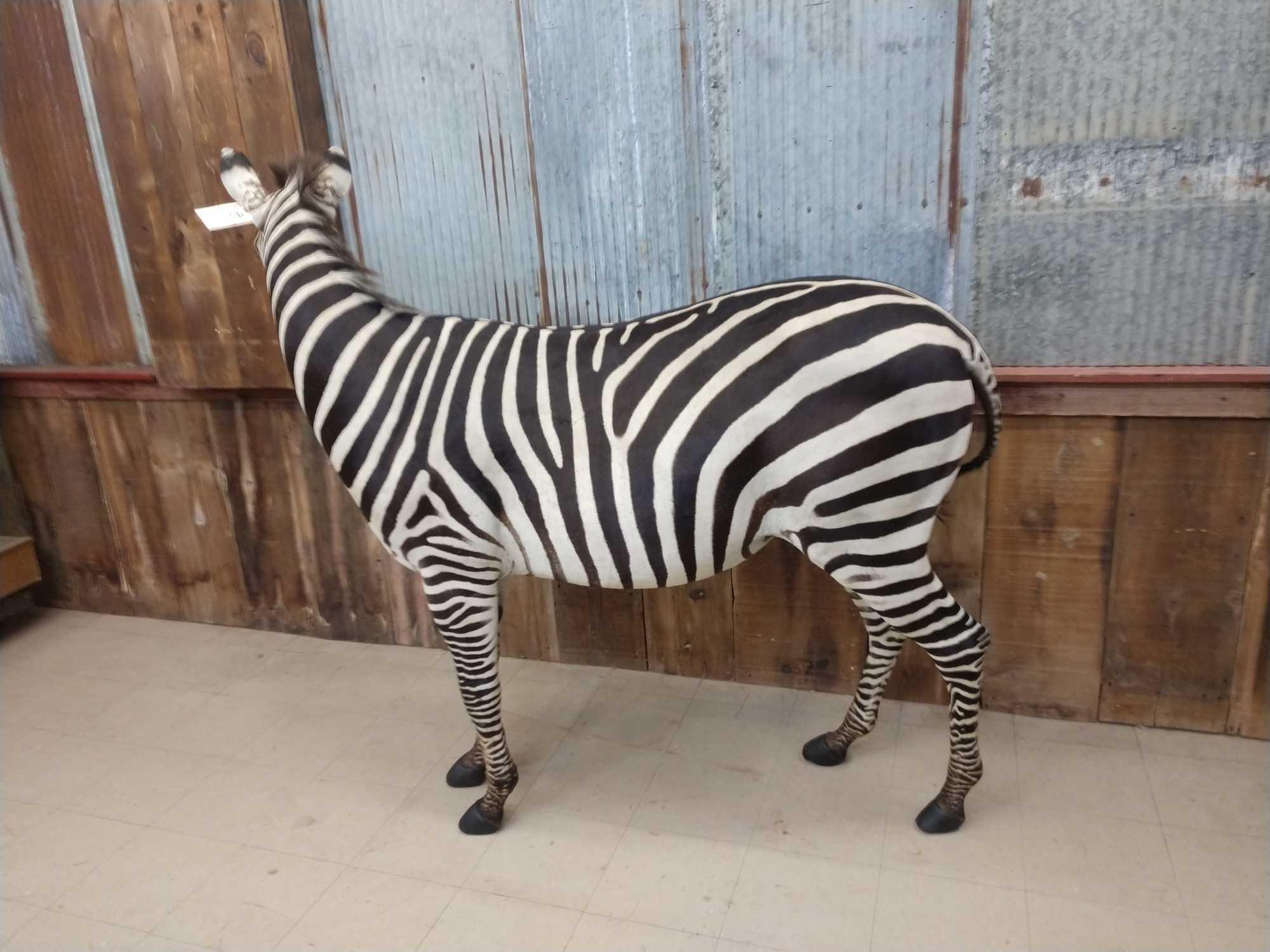 Beautiful Zebra Full Body Taxidermy Mount