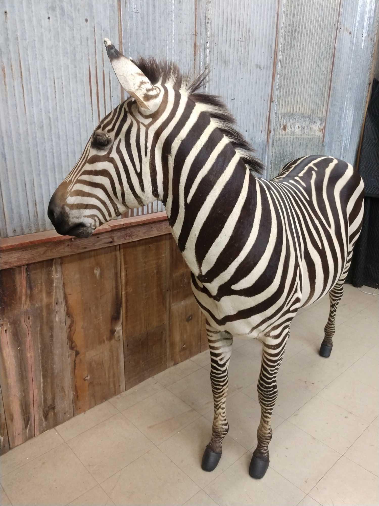 Beautiful Zebra Full Body Taxidermy Mount