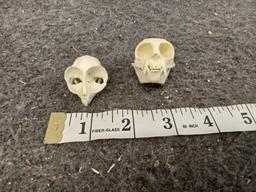 Reproduction Cotton Top Tamarin & Tarsier Monkey Skulls