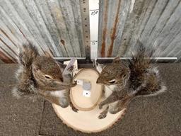 Squirrels Playing Cards Full Body Taxidermy Mount