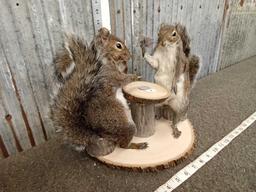 Squirrels Playing Cards Full Body Taxidermy Mount