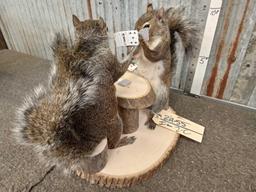 Squirrels Playing Cards Full Body Taxidermy Mount