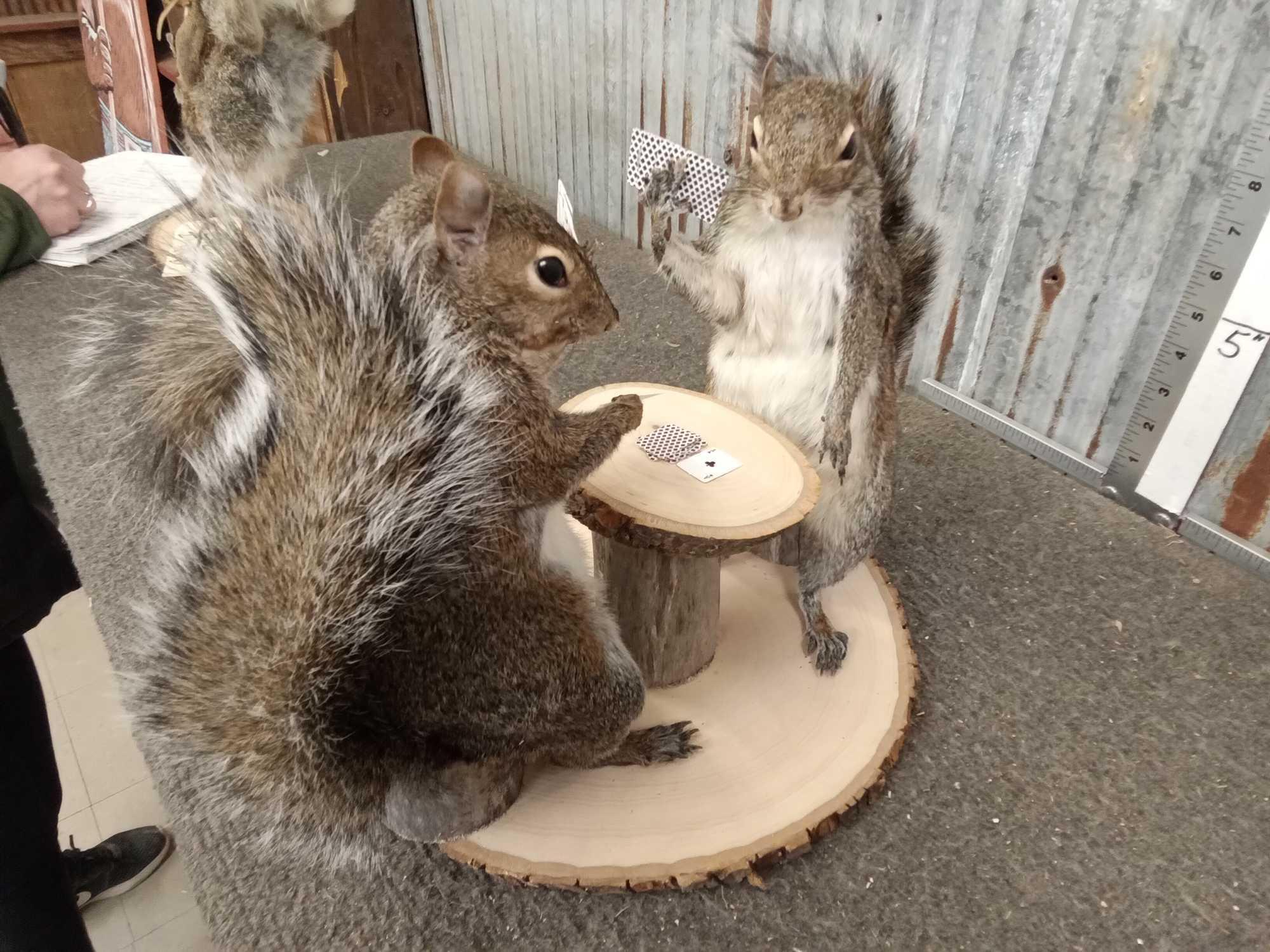 Squirrels Playing Cards Full Body Taxidermy Mount