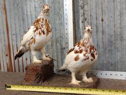 Pair Of Ptarmigan Birds Full Body Taxidermy