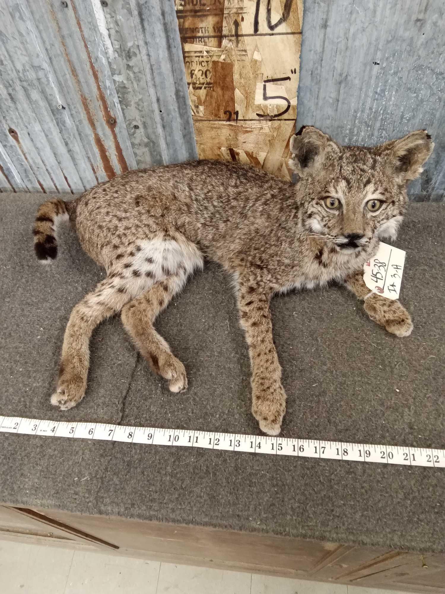 Bobcat Full Body Taxidermy Mount