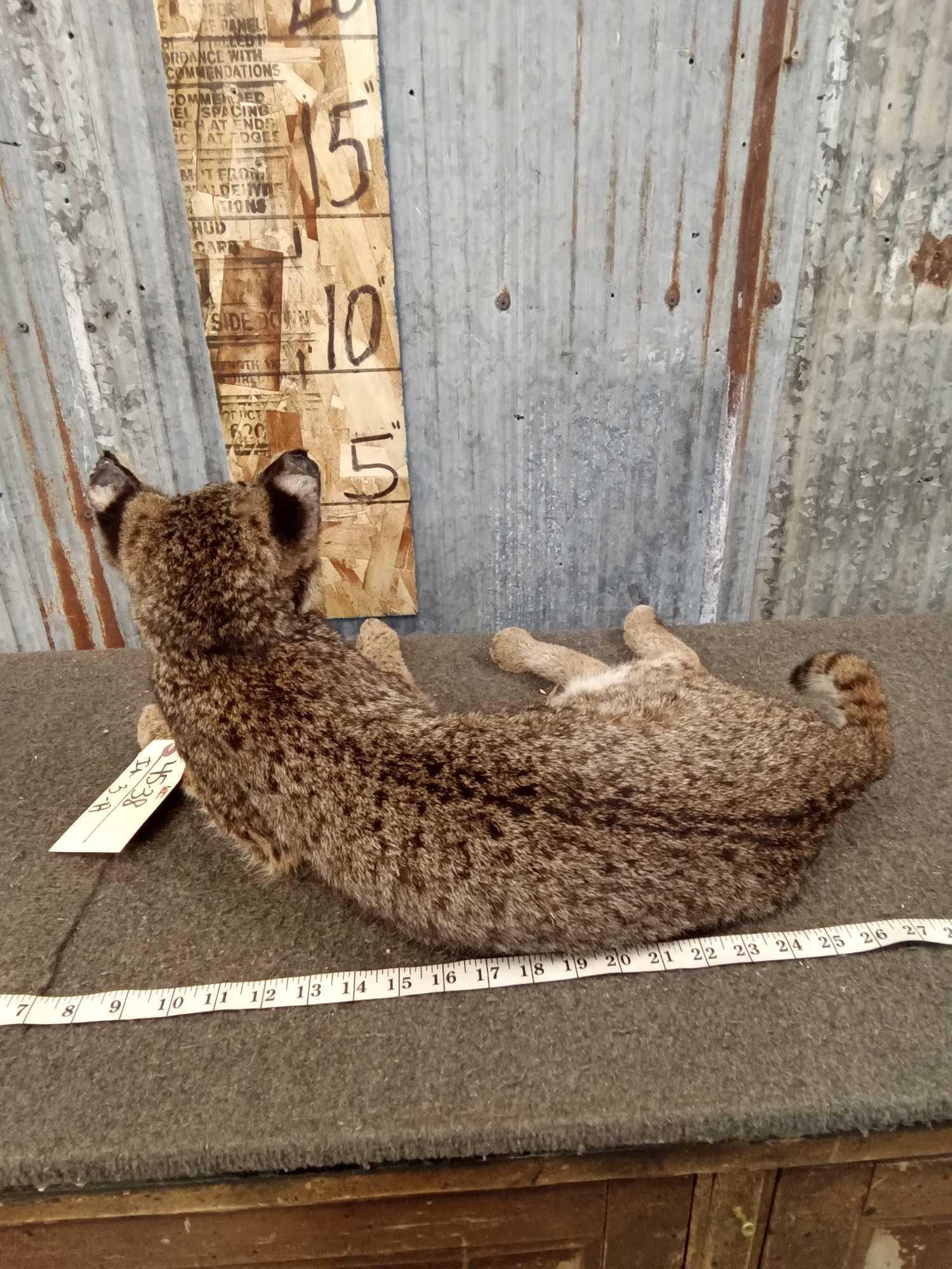 Bobcat Full Body Taxidermy Mount