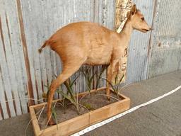 African Red Duiker Full Body Taxidermy Mount