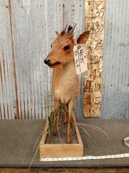 African Red Duiker Full Body Taxidermy Mount
