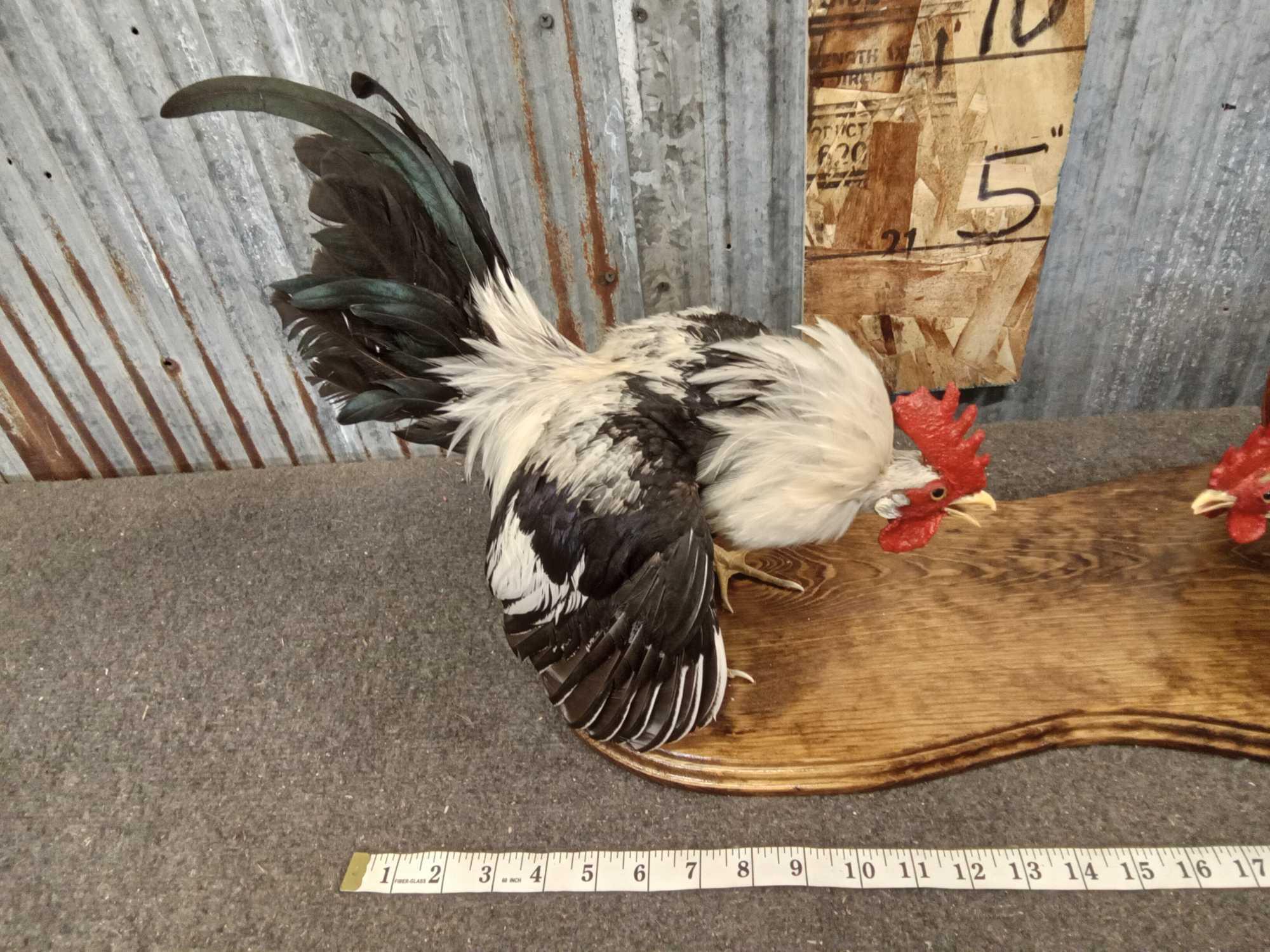 Pair Of Fighting Roosters Chicken Full Body Taxidermy Mount