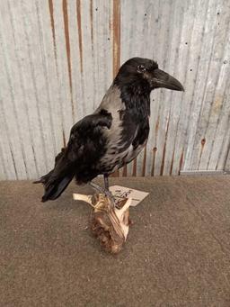 African Hooded Crow Full Body Taxidermy Bird Mount