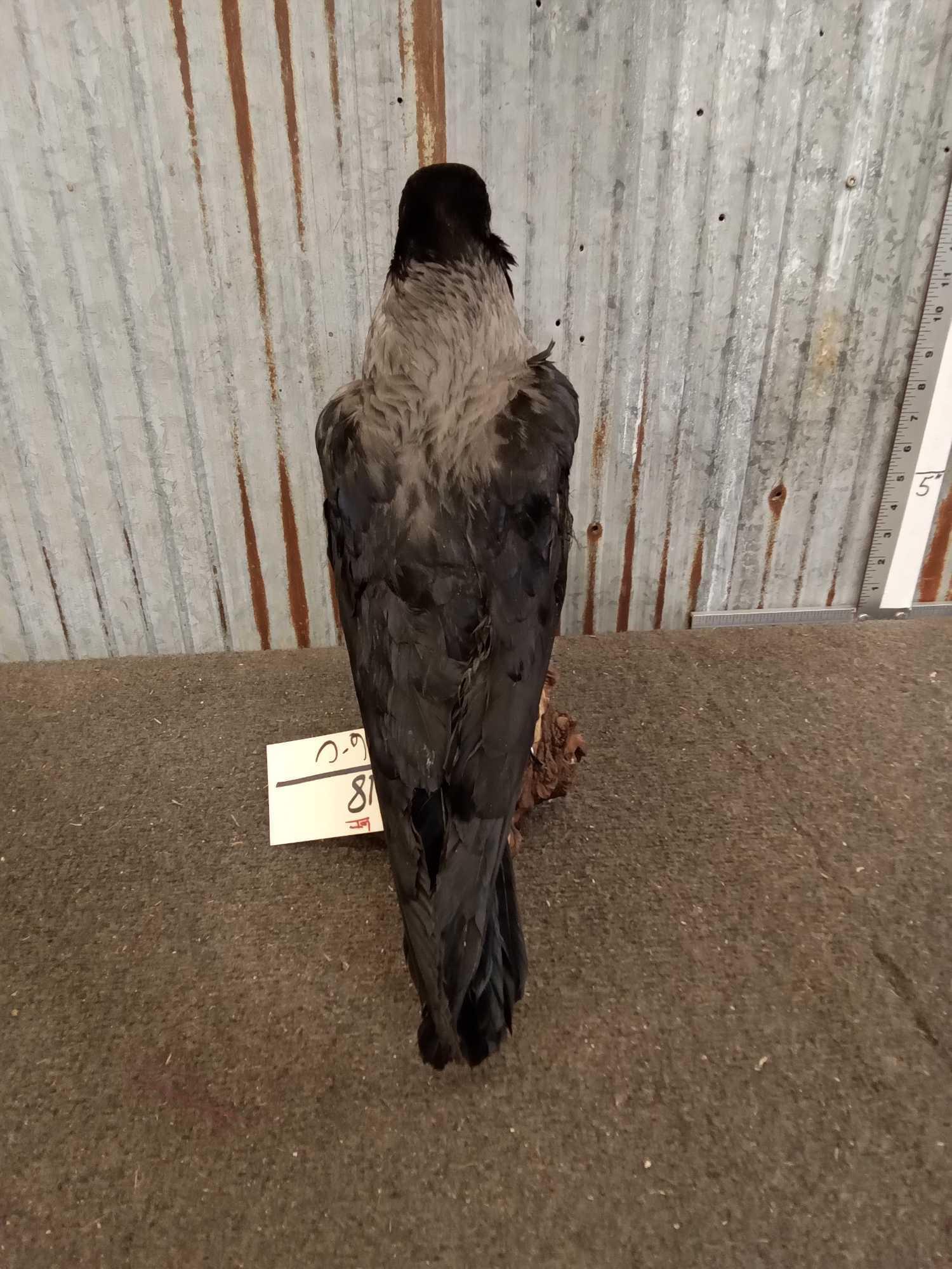 African Hooded Crow Full Body Taxidermy Bird Mount
